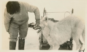 Image of White wolf- Eskimo [Inughuit] holding back lips to show teeth